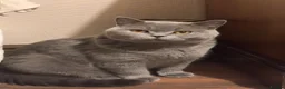 British Shorthair cats for sale: British Shorthair Kittens – Grey Girl & Brown Boy - Advert 1