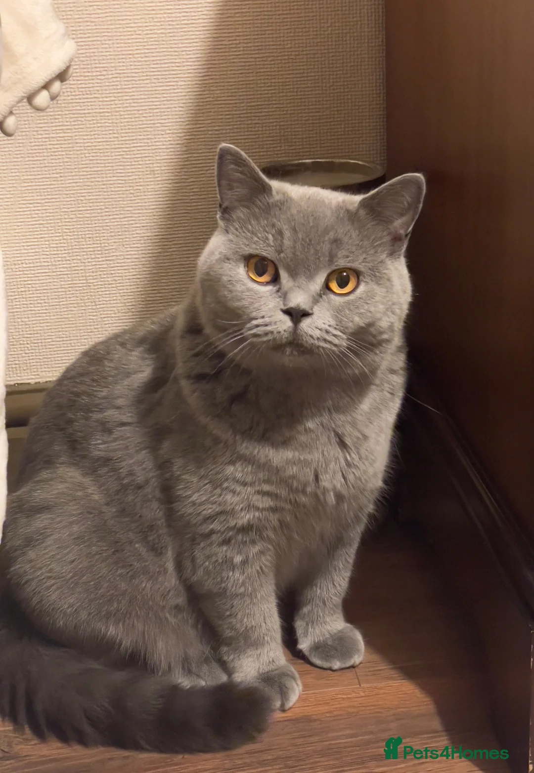 British Shorthair cats for sale: British Shorthair Kittens – Grey Girl & Brown Boy - Advert 1