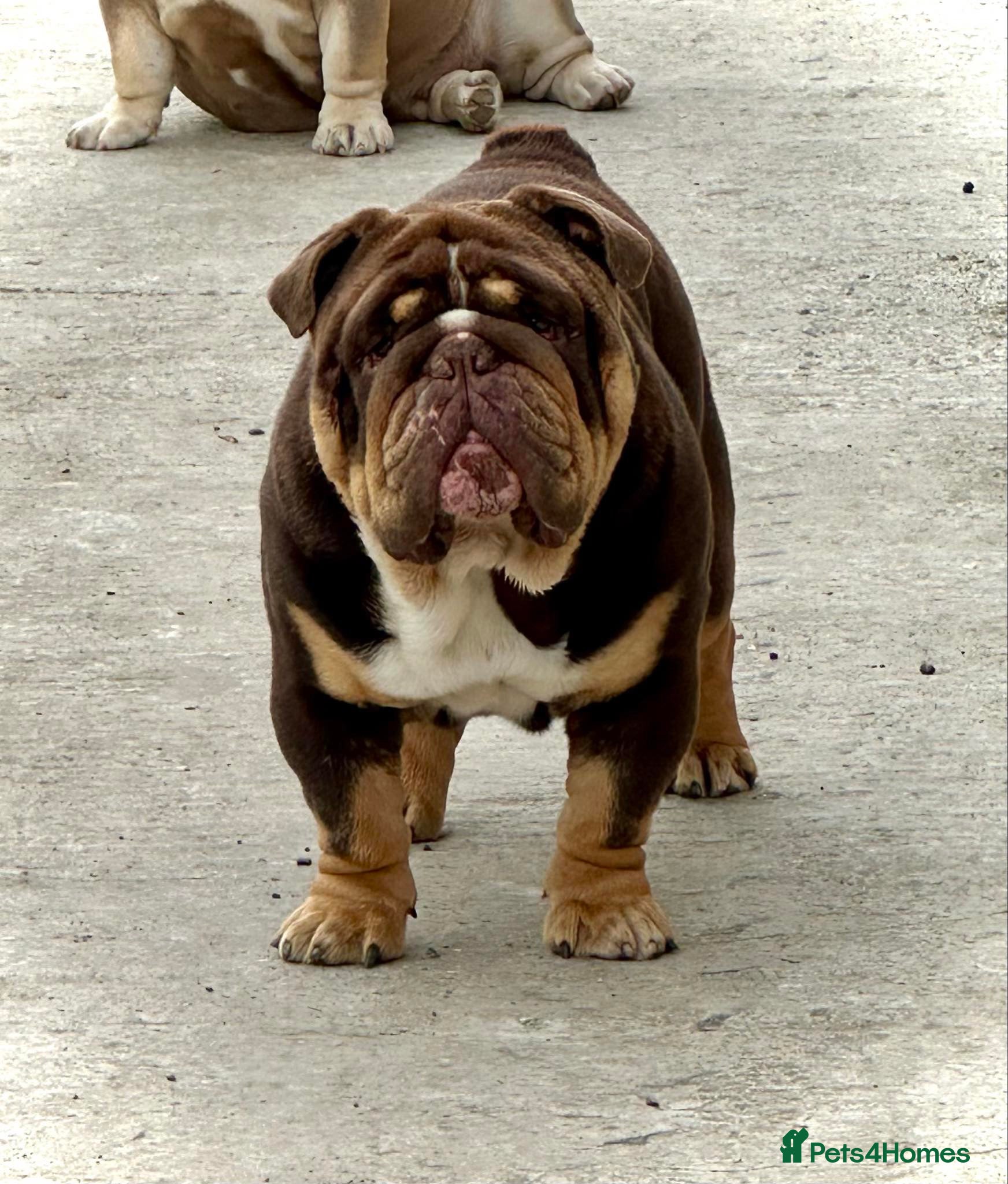 English Bulldog dogs Grandson of the Legendary City’s Ace  in London - Advert 21
