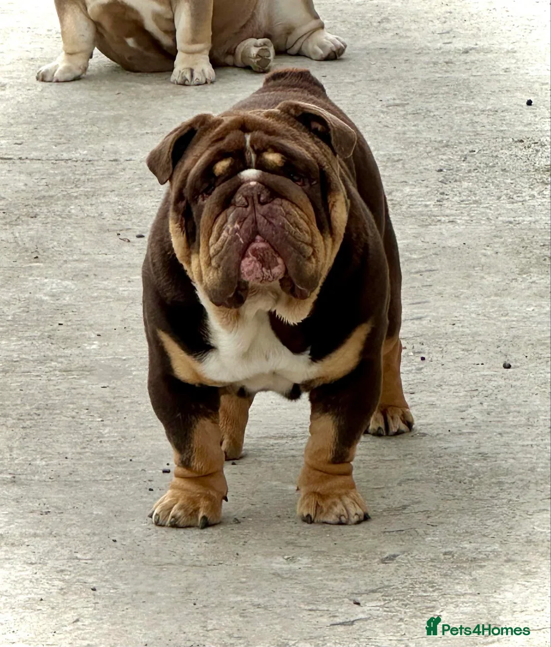 English Bulldog dogs for stud: Grandson of the Legendary City’s Ace  in London - Advert 7