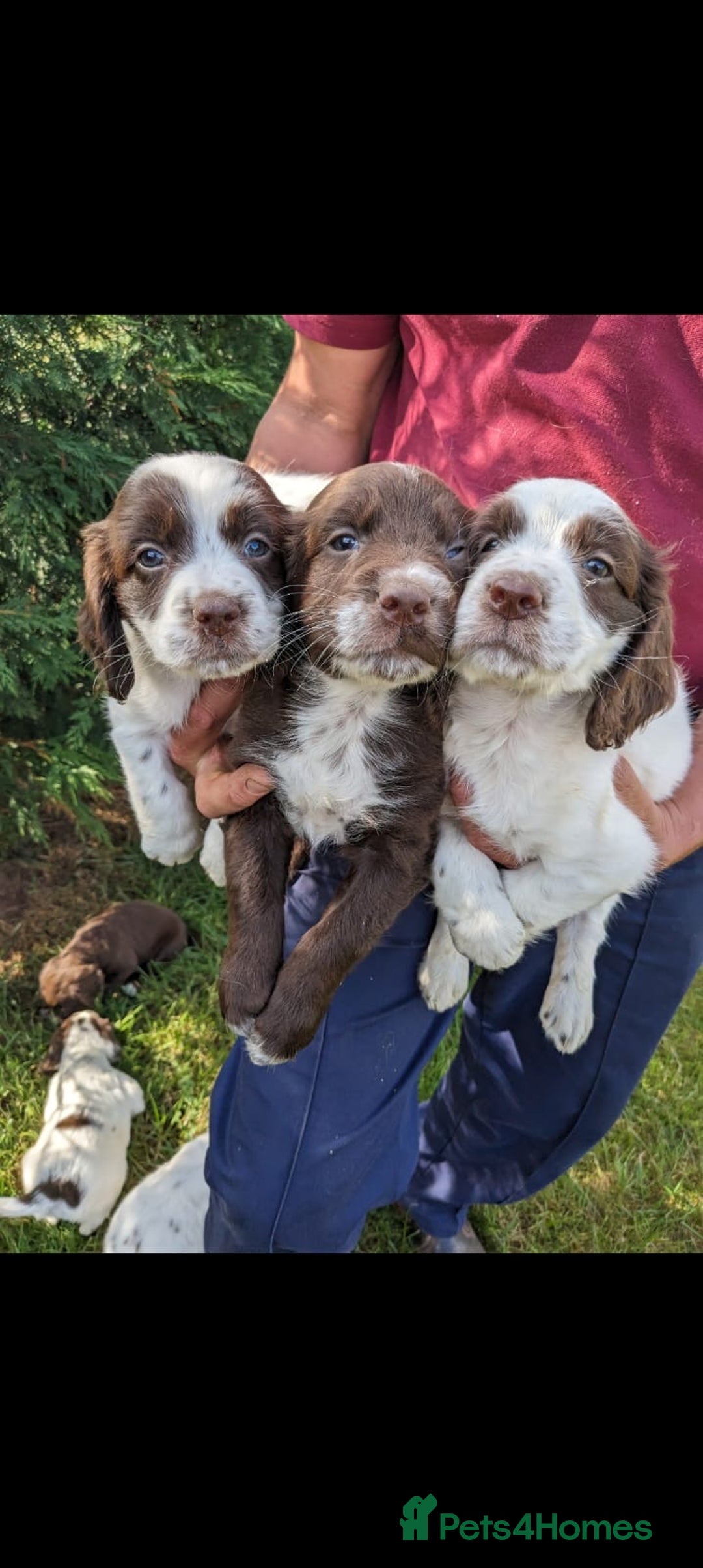 Sprocker dogs for sale: Sprocker pups  - Advert 1