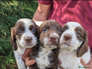 Sprocker dogs Sprocker pups - Advert 1