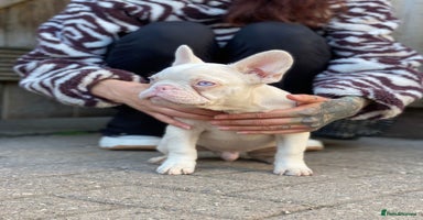 French Bulldog dogs - Advert 4