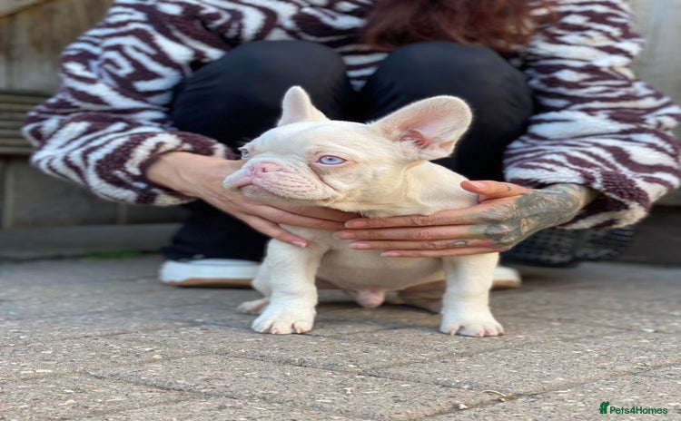 French Bulldog dogs - Advert 3