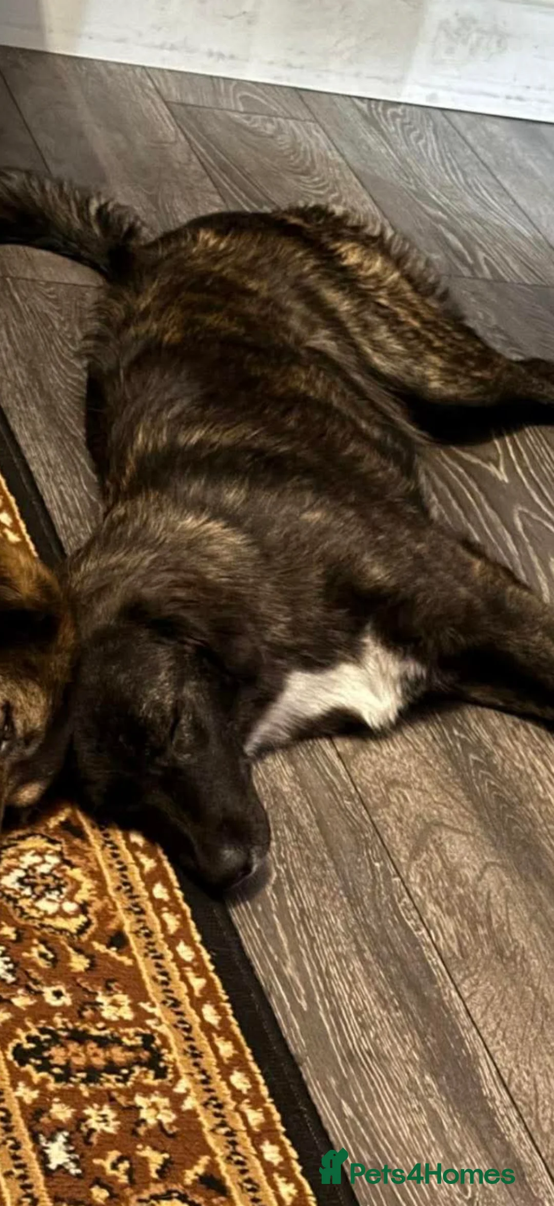 Mixed Breed dogs for adoption: Rogue is a 17 month Macedonian rescue  - Advert 4