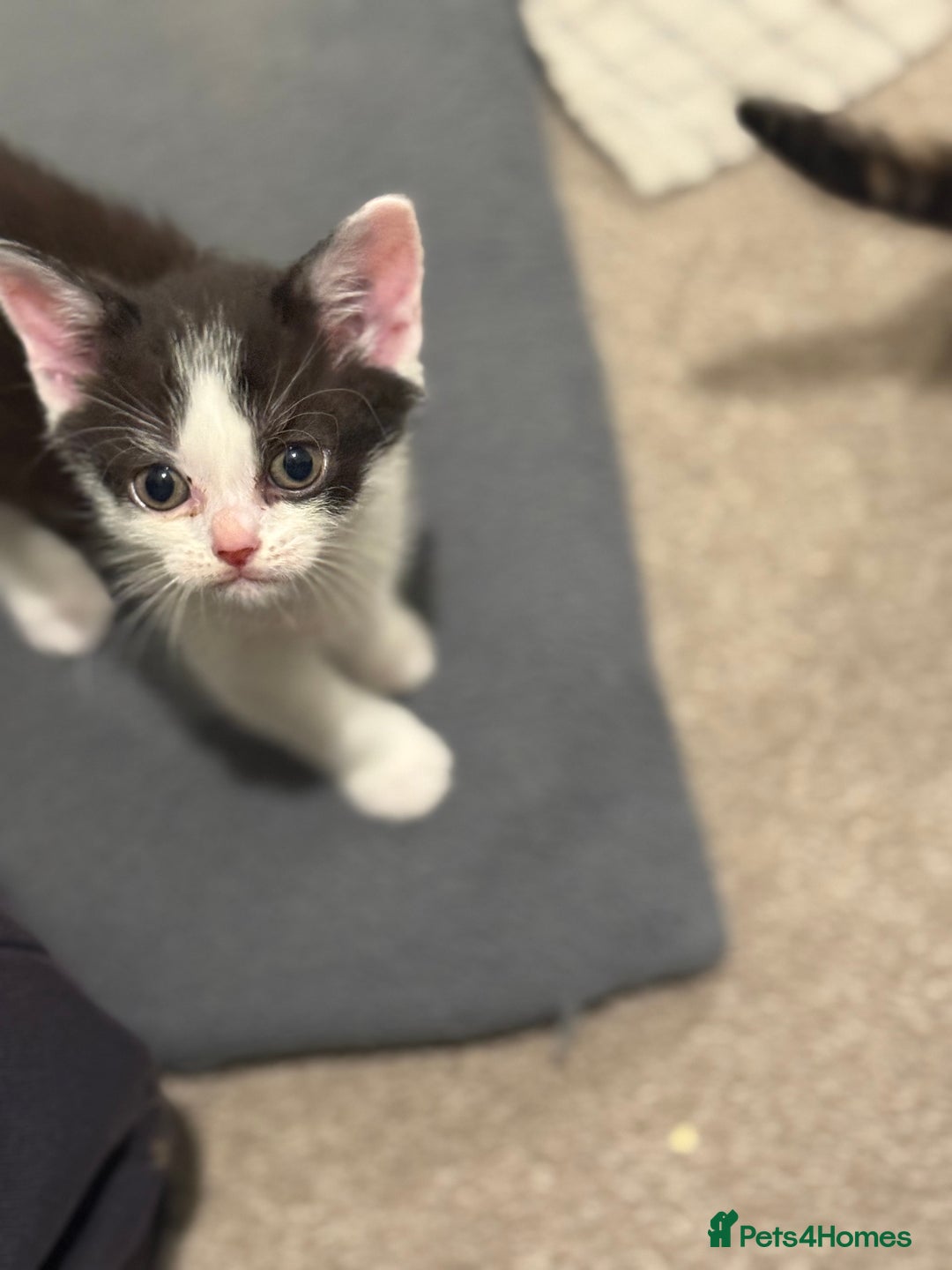 Mixed Breed cats for sale: 🤩🤩 10 beautifull fur babies 🤩🤩 - Advert 21