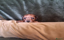 Miniature Dachshund dogs for sale: KC LONGHAIRED MINIATURE DACHSHUNDS  - Image 23