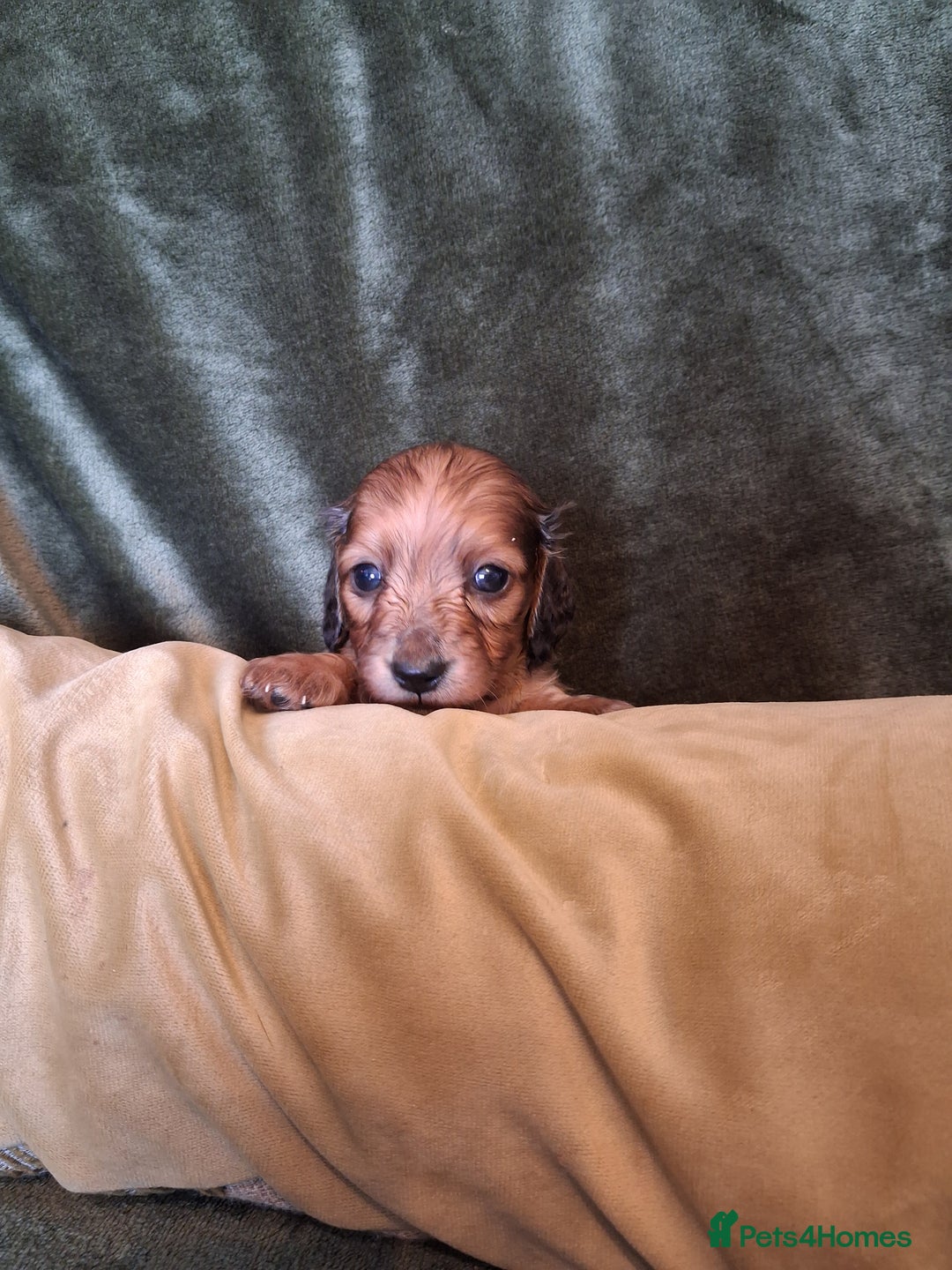 Miniature Dachshund dogs for sale: KC LONGHAIRED MINIATURE DACHSHUNDS  - Image 23