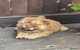 Chow Chow dogs for sale: 🐾 Chow Chow Puppies – Lilac & Chocolate Tones 🐾 - Image 16