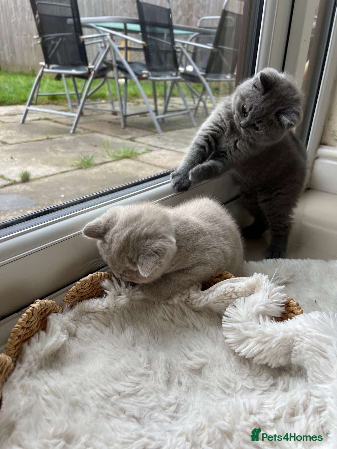 British Shorthair cats for sale: British shorthair kittens - Advert 5
