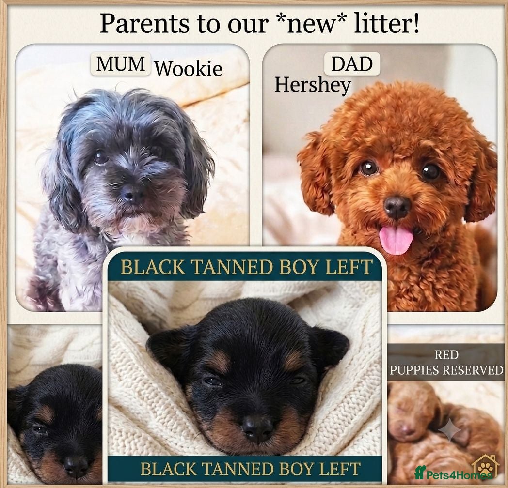 Maltipoo dogs Quality F1B Genuine Toy Asian Maltipoo Puppies - Advert 7