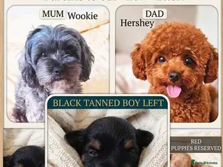 Maltipoo dogs Quality F1B Genuine Toy Asian Maltipoo Puppies - Advert 7