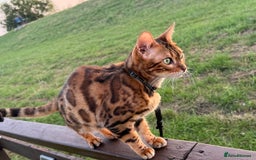 Bengal cats for sale: Stunning female bengal.  - Image 4