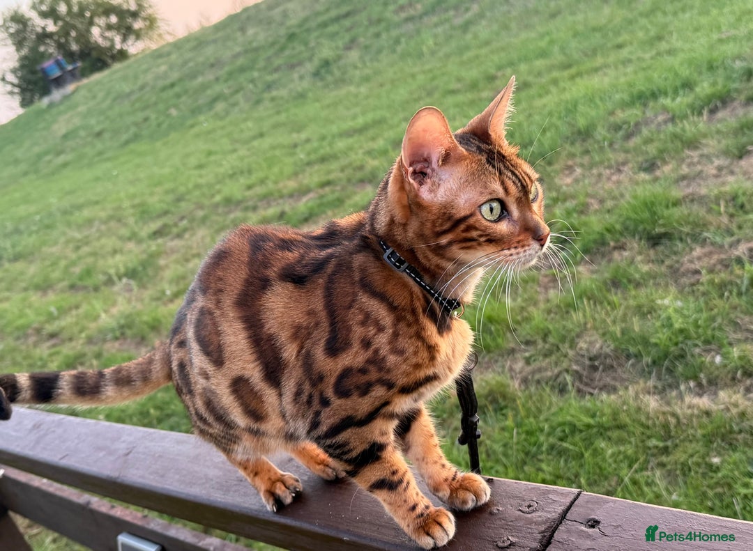 Bengal cats for sale: Stunning female bengal.  - Image 4