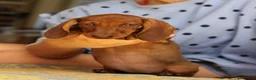 Miniature Dachshund dogs for sale: KC reg Miniature Wirehaired Dachshund bitch, Ready - Advert 3