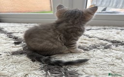 British Shorthair cats for sale: Full BSH kittens ready to leave now, 14 weeks old - Image 21