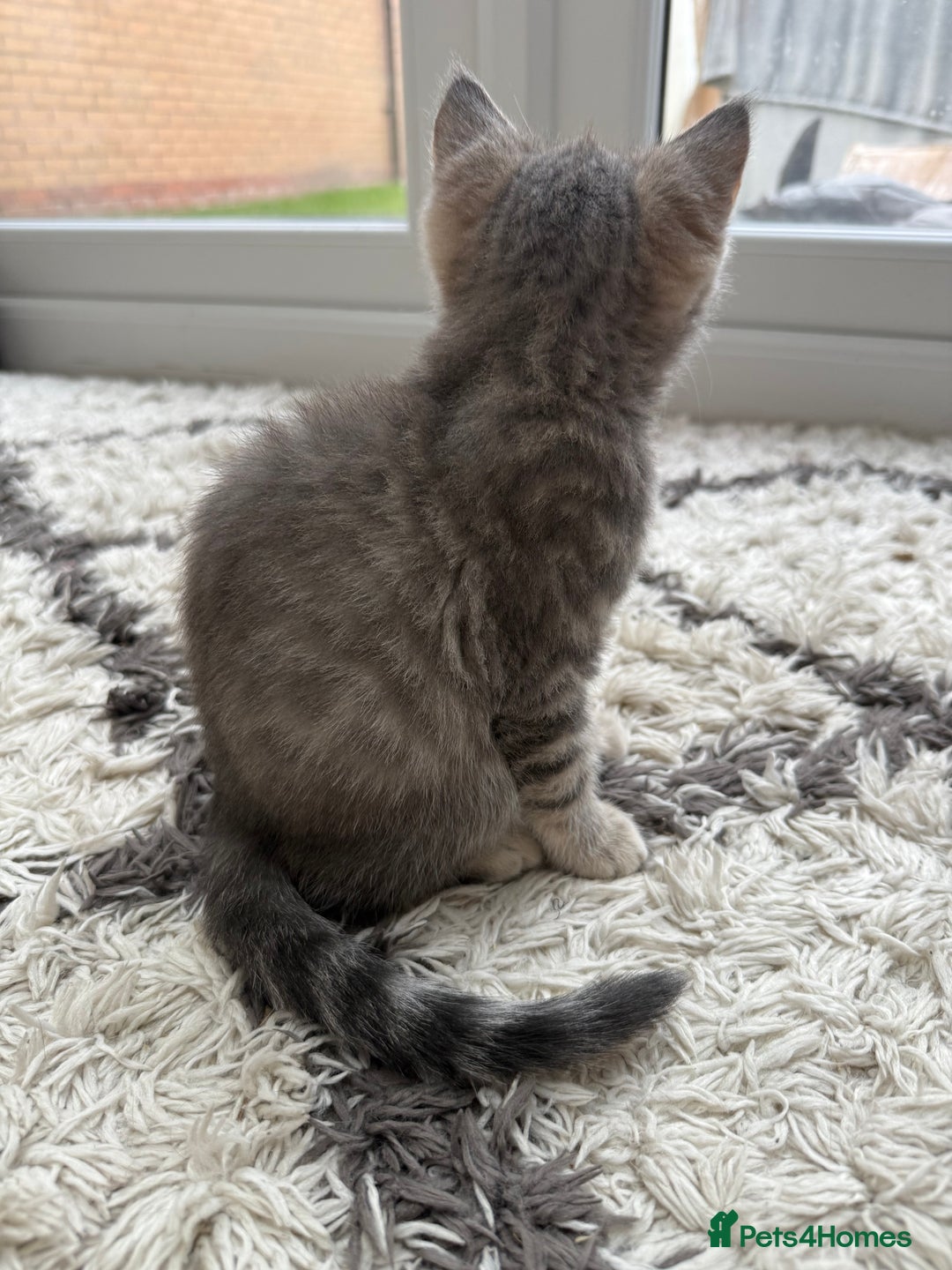British Shorthair cats for sale: Full BSH kittens ready to leave now, 14 weeks old - Image 21