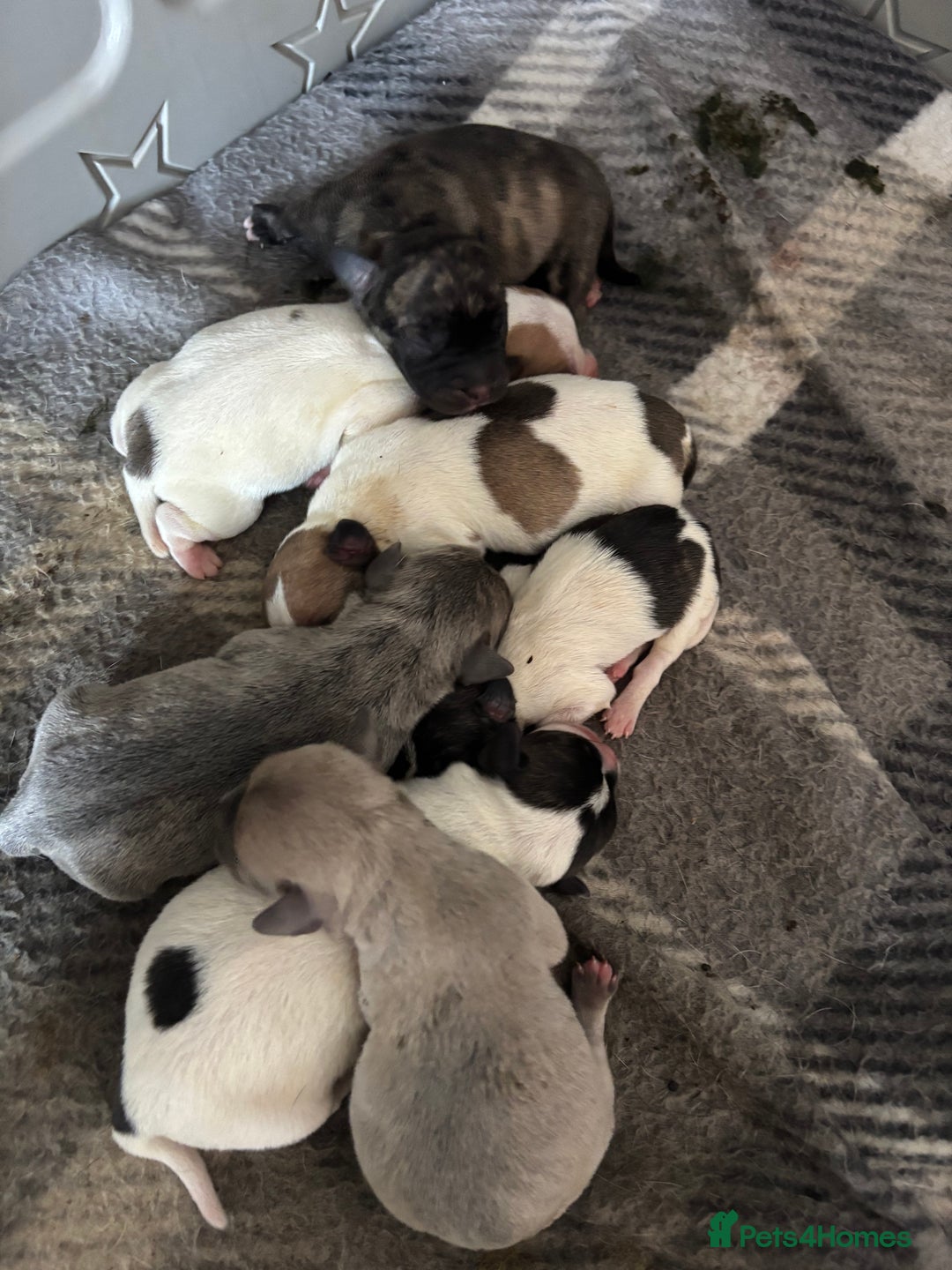 Mixed Breed dogs for sale: French Bull Jacks x 5 (All male)  - Image 1
