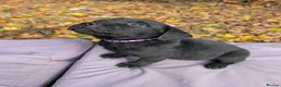 Mixed Breed dogs for sale: Labrador x rottweiler pups  - Advert 23