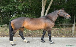 Irish Draught horses for sale: MAPLE - GENUINE RIDE / SEASONED HUNTER - Image 2