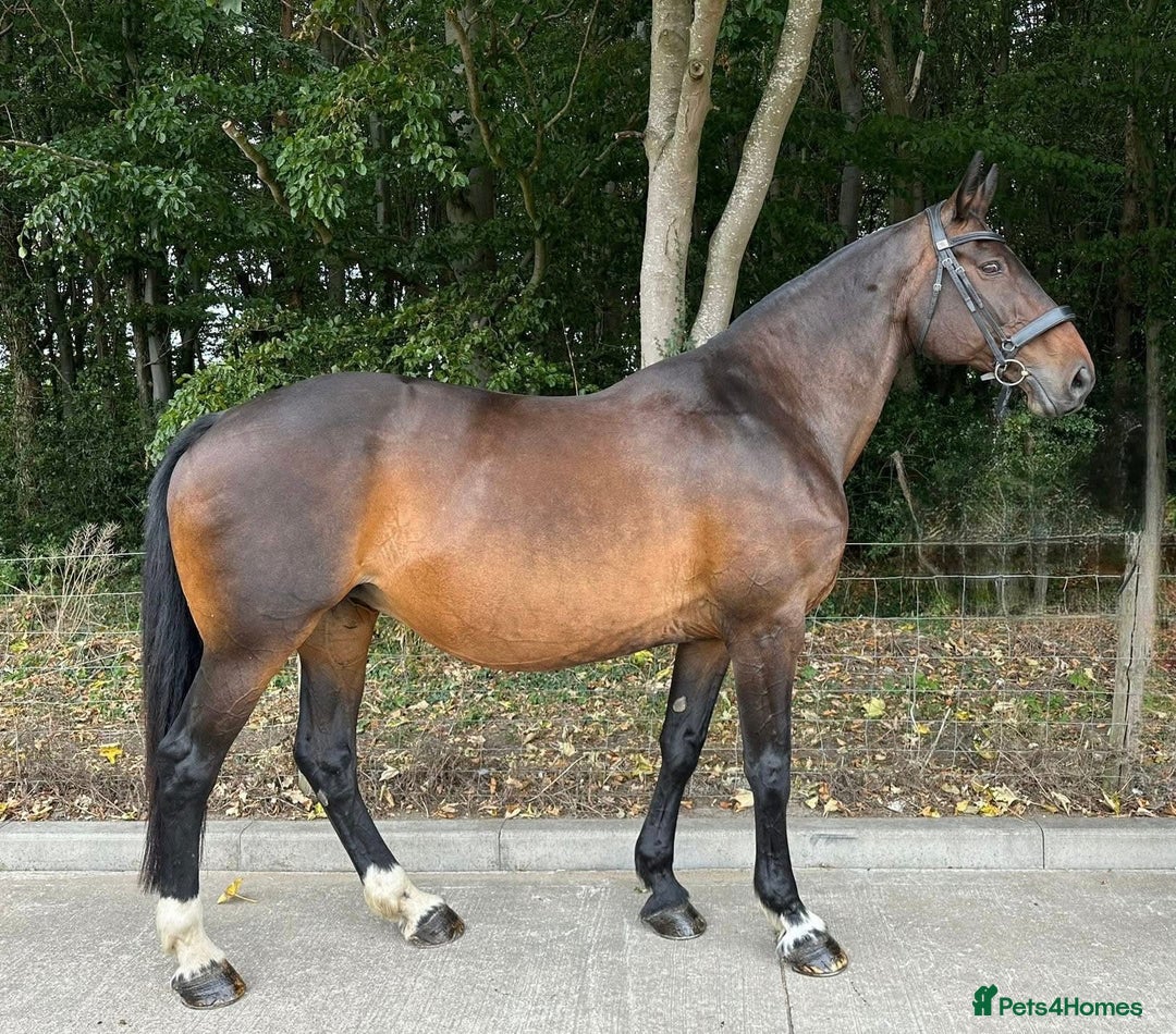 Irish Draught horses for sale: MAPLE - GENUINE RIDE / SEASONED HUNTER - Image 2