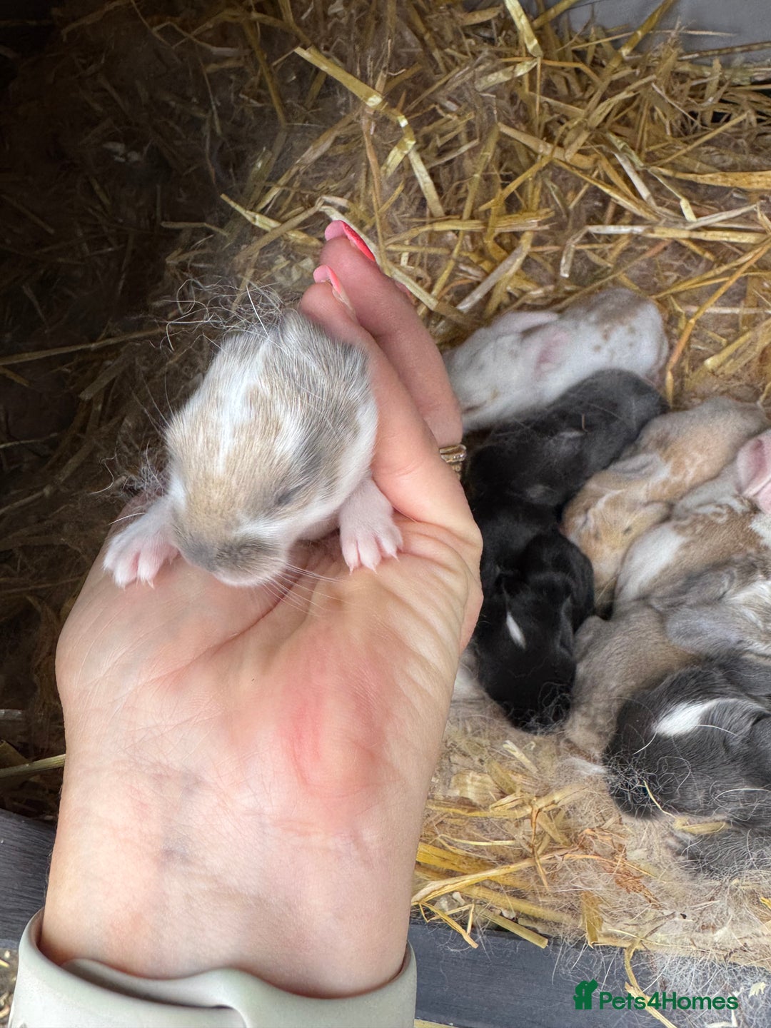 Mini Lop rabbits for sale: Mini lop baby rabbits for sale - Image 2