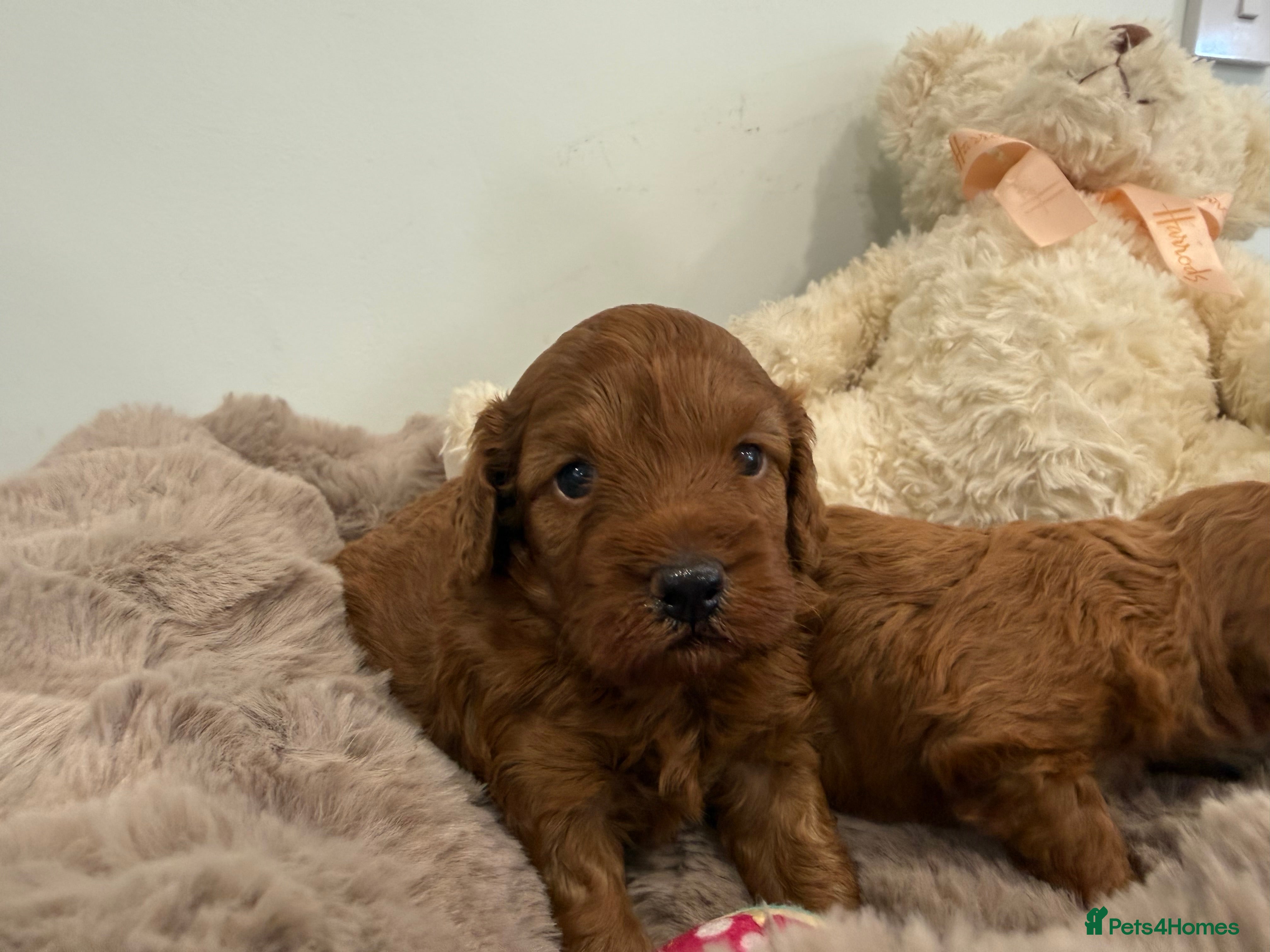Cavapoo dogs F1B.Full DNA tested & health checked clear parents - Advert 2