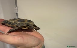 Tortoise reptiles for sale: Male 4 year old Horsfield Tortoise  - Image 3