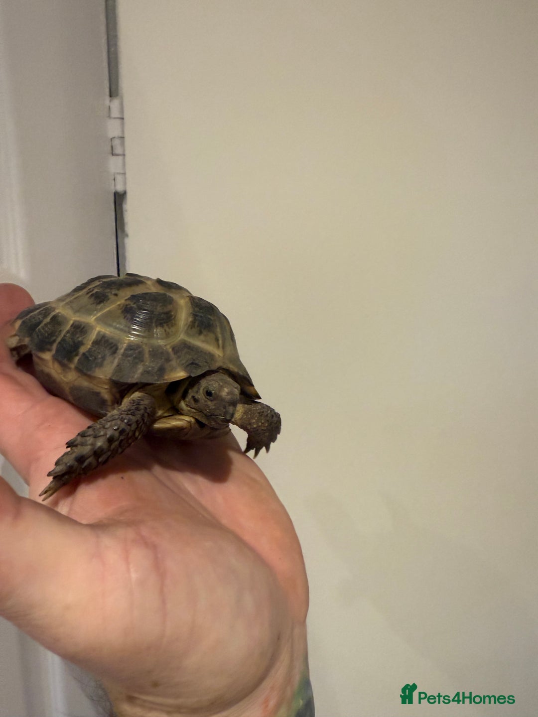 Tortoise reptiles for sale: Male 4 year old Horsfield Tortoise  - Image 3