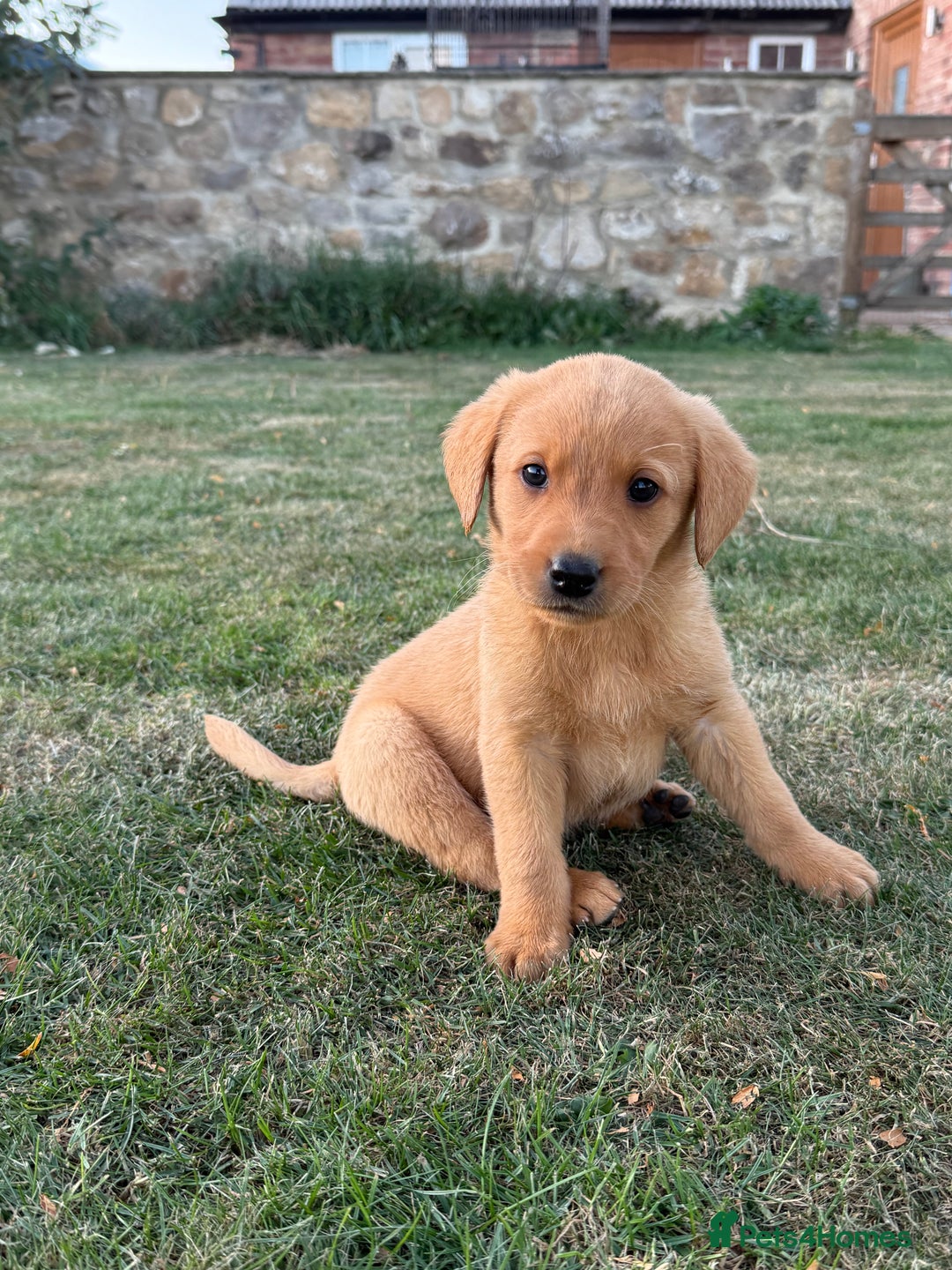 Labrador Retriever dogs for sale: 🧡 Fabulous Red & Yellow KC reg Puppies  - Image 4