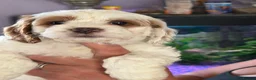 Cavapoo dogs for sale: Patch - Advert 13