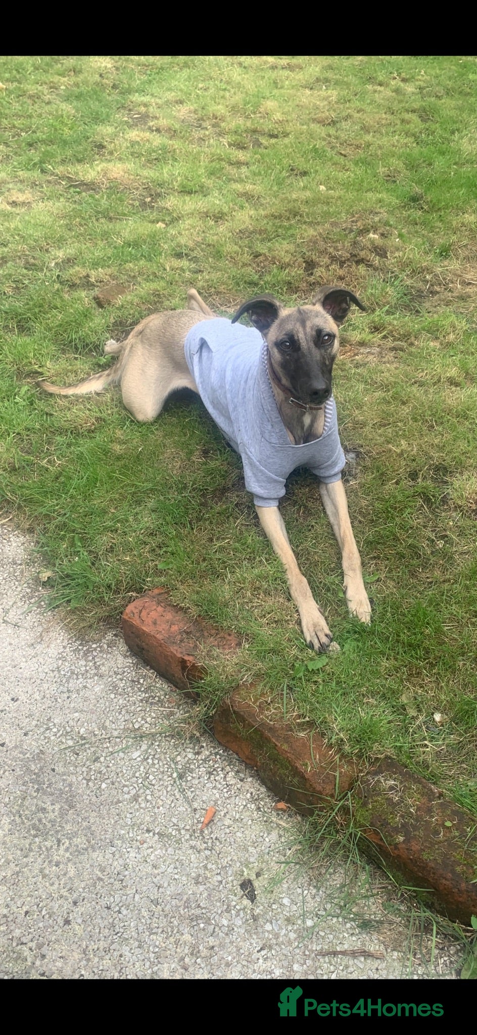 Whippet dogs Jasper – Looking for His Forever Home 🐾 - Advert 2