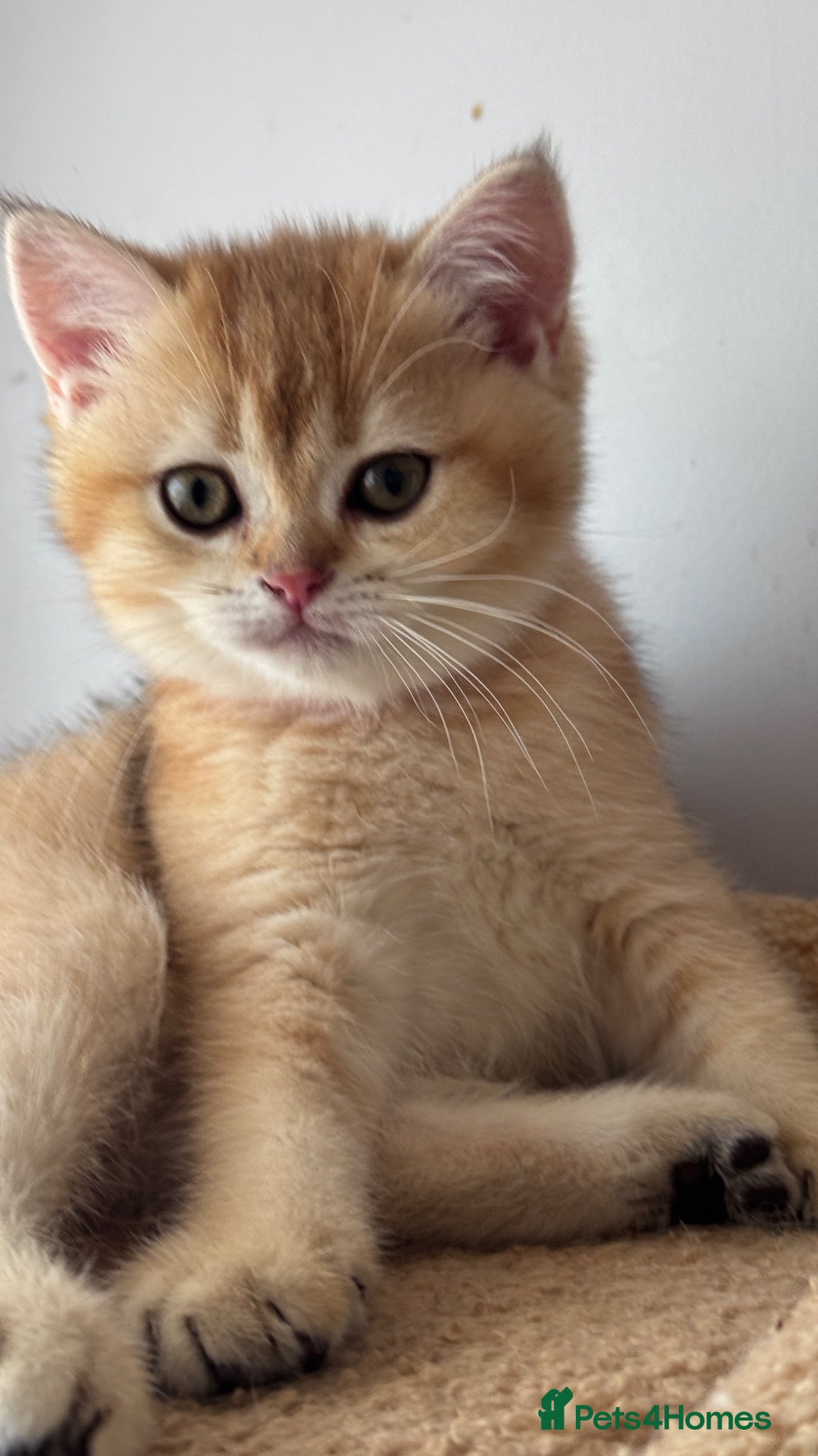 British Shorthair cats ADORABLE GCCF BSH CHOCOLATE GOLD KITTENS  - Advert 7