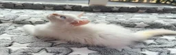 Ragdoll cats for sale: 5 Fluffy PureBred Ragdolls  - Advert 4