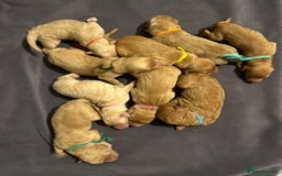 Mixed Breed dogs for sale: Mini Golden Doodle’s - Image 7