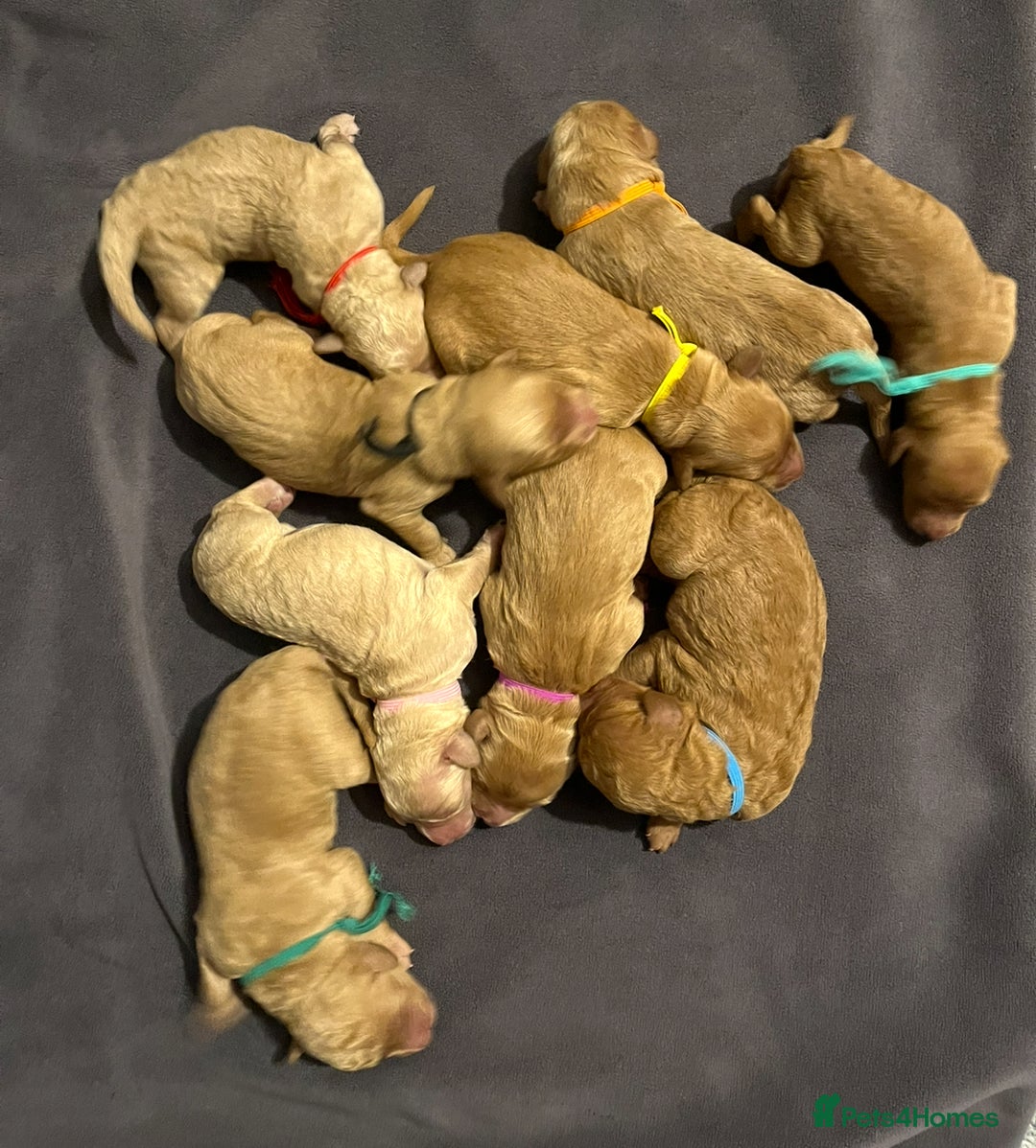 Mixed Breed dogs for sale: Mini Golden Doodle’s - Image 7