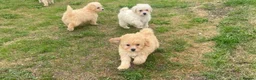 Poochon dogs for sale: Beautiful poochon puppies  in Paisley - Advert 4