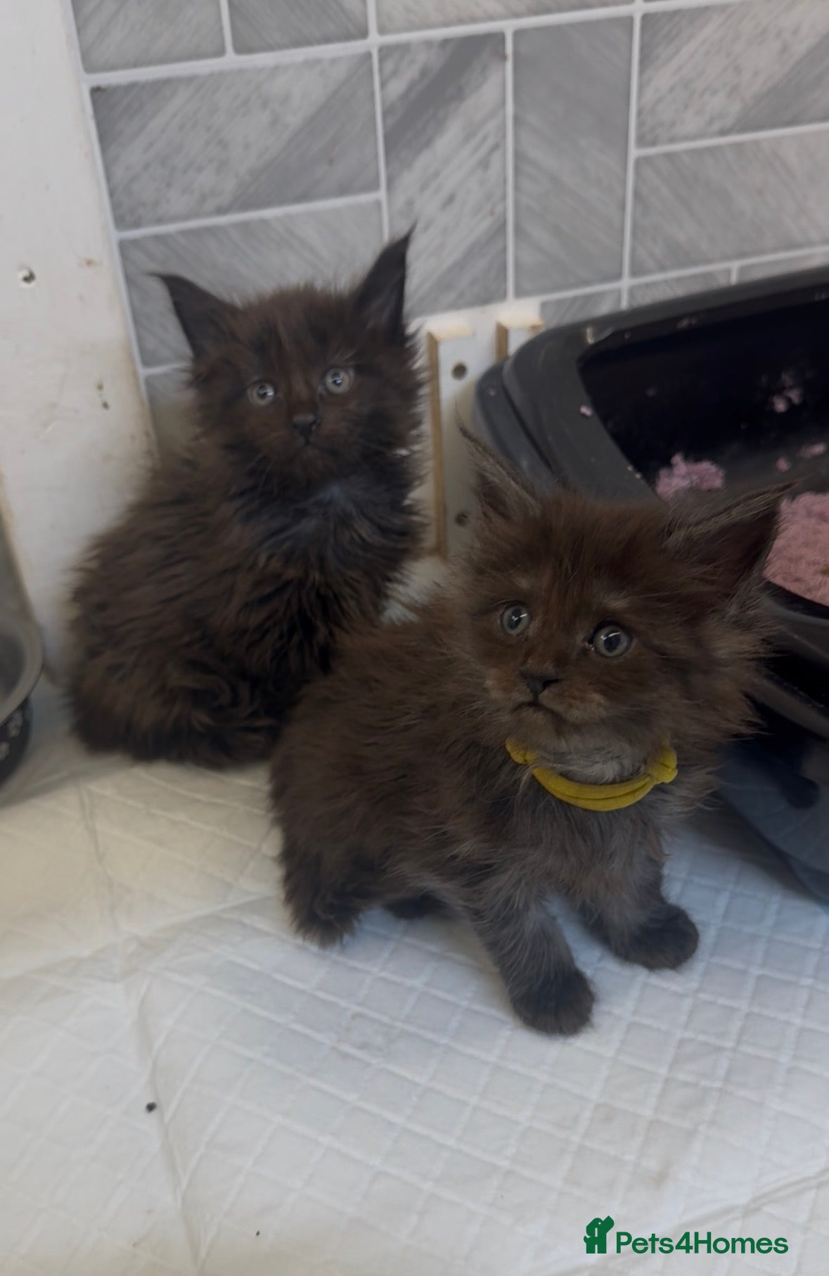 Maine Coon cats Black Smoke Female Maine Coon Kittens Available - Advert 1