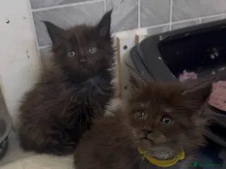 Maine Coon cats Black Smoke Female Maine Coon Kittens Available - Advert 2