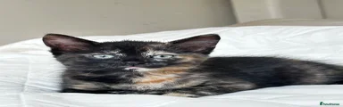 Kitten 6 