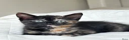 Mixed Breed cats for sale: Kittens - Advert 19