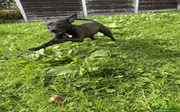 Mixed Breed dogs for sale: Coco canine  - Image 10