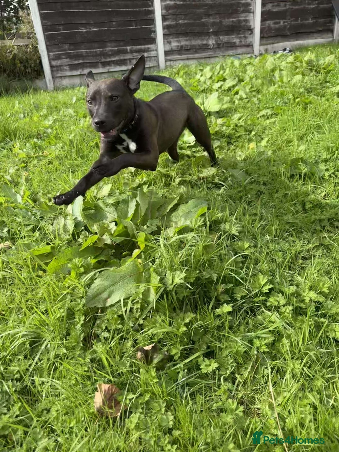Mixed Breed dogs for sale: Coco canine  - Image 10