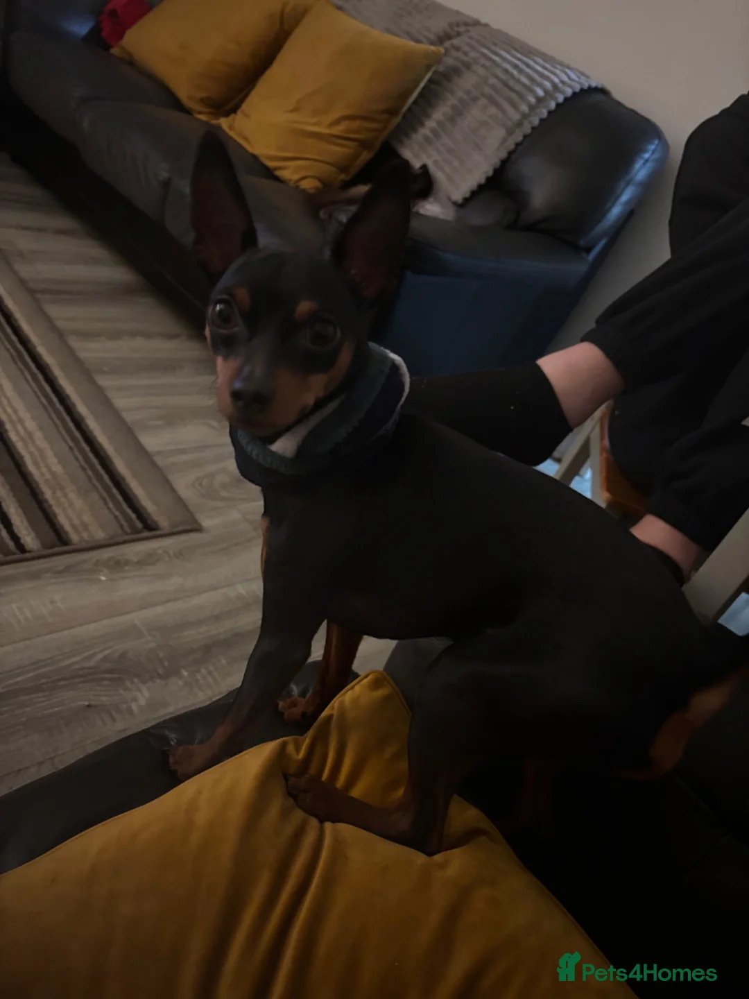 Miniature Pinscher dogs for stud: Handsome KC Miniature Pinscher for stud  - Advert 8