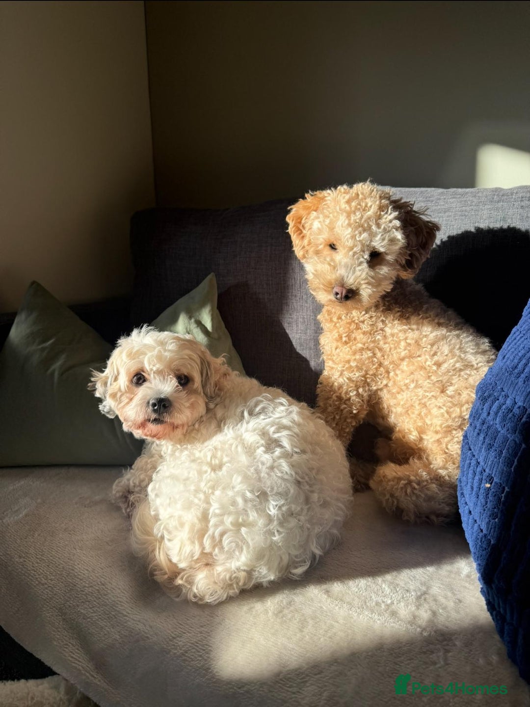 Cavachon dogs for sale:  🐶✨Cavapoochon Puppies ready to reserve 🐶✨ - Image 8