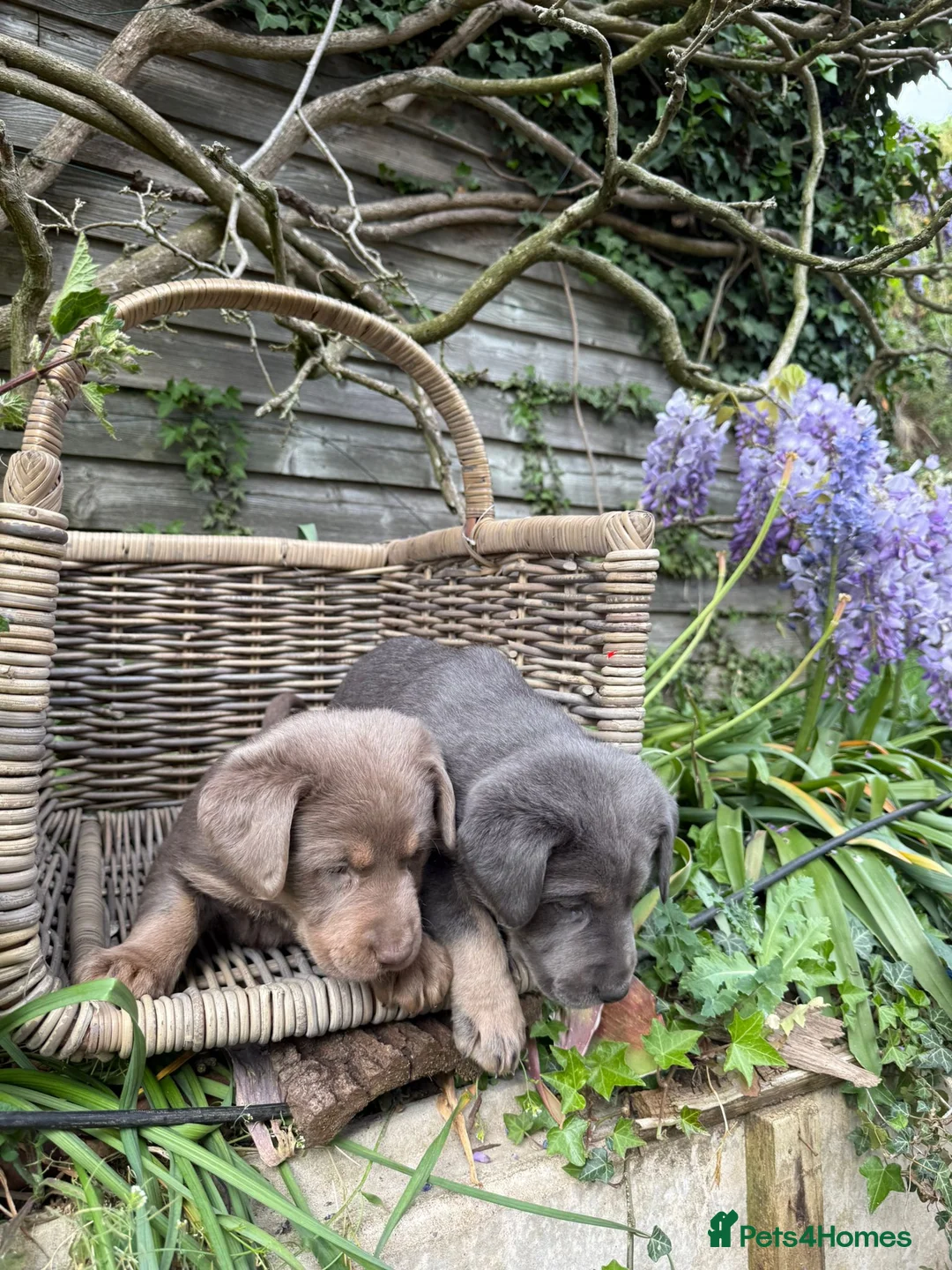 Labrador Retriever dogs for sale: SILVER AND CHARCOAL LABRADOR PUPPIES - Advert 29