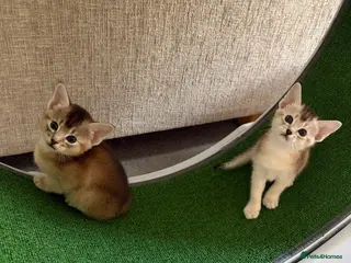 Abyssinian cats GCCF - Silver Abyssinian kittens - Home raised - Advert 5