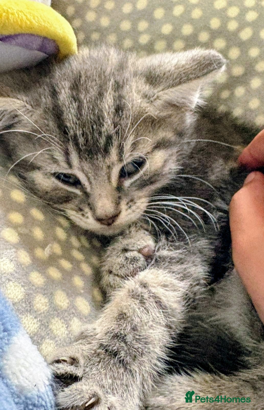 British Shorthair cats for sale: Kittens Ready Now  - Advert 8