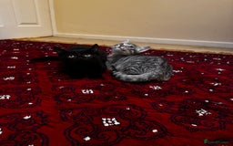 American Shorthair cats for sale: Kittens - Image 3