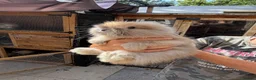 Angora rabbits for sale: Angora collection Ready - Advert 30